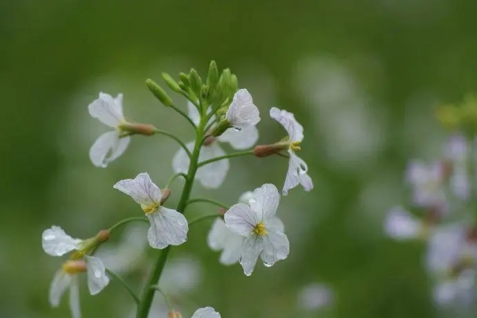 老家的萝卜花开了